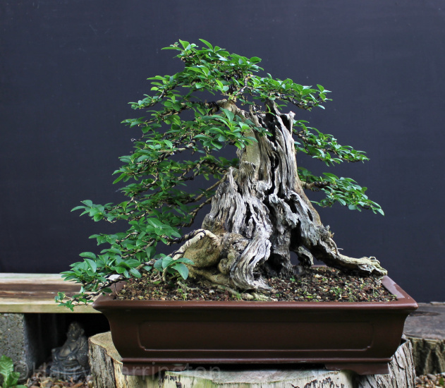 privet bonsai